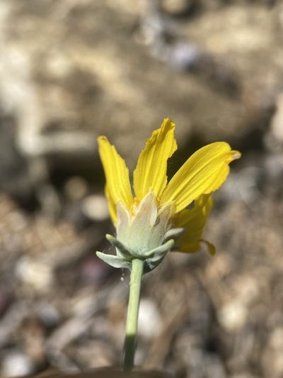 Thelesperma subnudum, photographed by Matt Berger