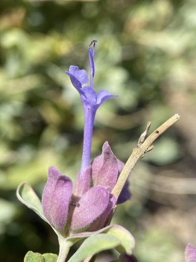Salvia pachyphylla, photographed by Matt Berger
