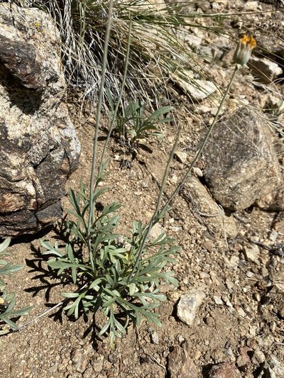 Thelesperma subnudum, photographed by Matt Berger