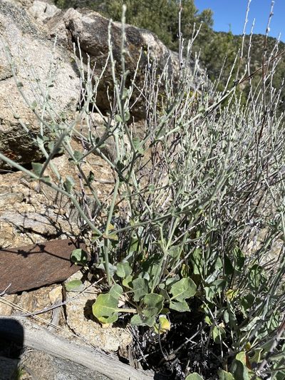 Eriogonum panamintense, photographed by Matt Berger