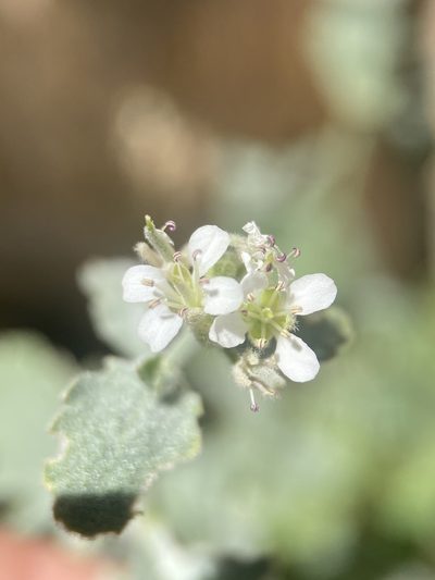 Halimolobos jaegeri, photographed by Matt Berger