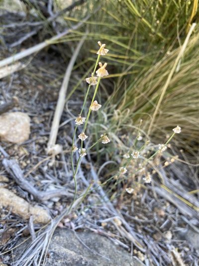 Eriogonum davidsonii, photographed by Matt Berger
