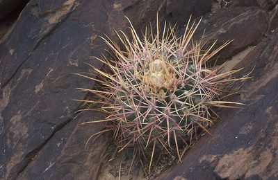 Homalocephala parryi, photographed by Ad Konings