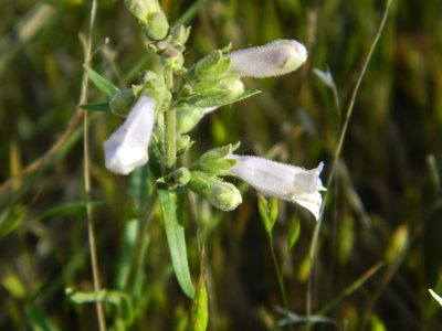 Penstemon gracilis, photographed by stenarmer52