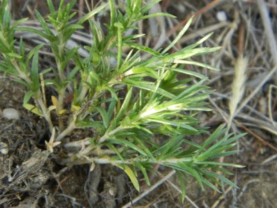 Phlox andicola, photographed by stenarmer52