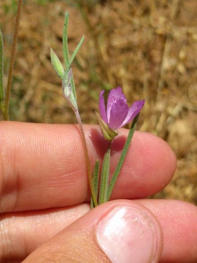 Clarkia affinis, photographed by Ken-ichi Ueda