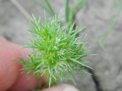 Navarretia saximontana, photographed by stenarmer52