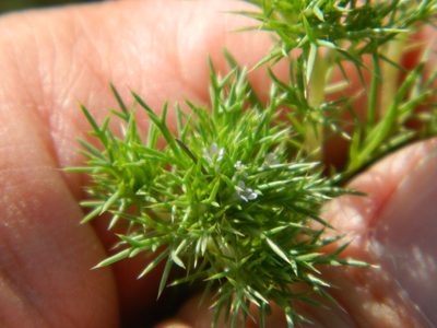 Navarretia saximontana, photographed by stenarmer52