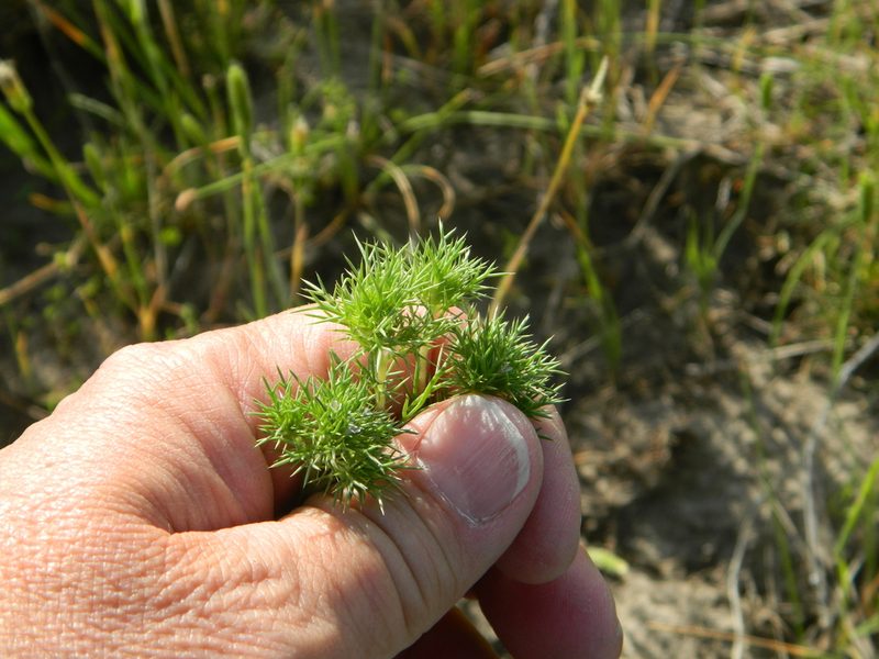 Navarretia saximontana, photographed by stenarmer52