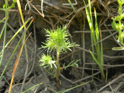 Navarretia saximontana, photographed by stenarmer52