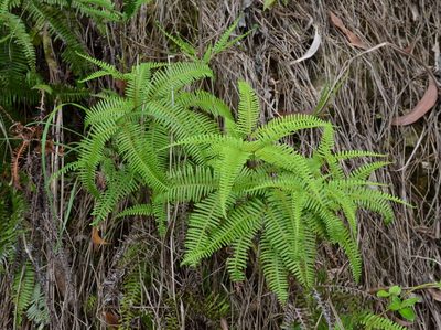 Dicranopteris pedata, photographed by Michael Meiring