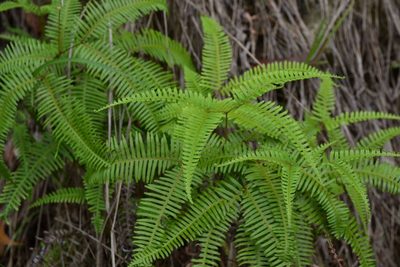 Dicranopteris pedata, photographed by Michael Meiring