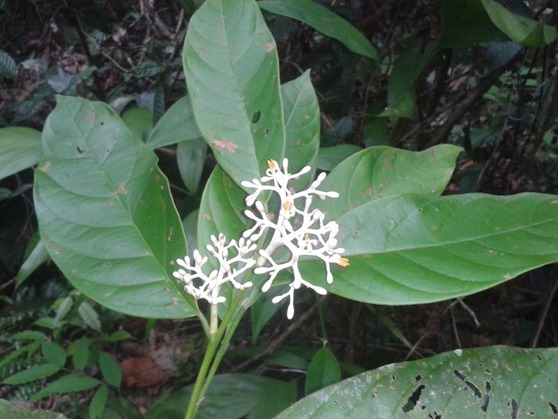 Oecopetalum greenmanii, photographed by Eduardo Chacón Madrigal