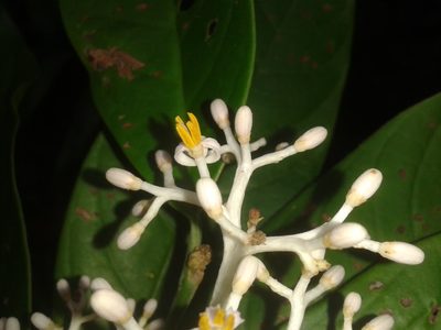 Oecopetalum greenmanii, photographed by Eduardo Chacón Madrigal