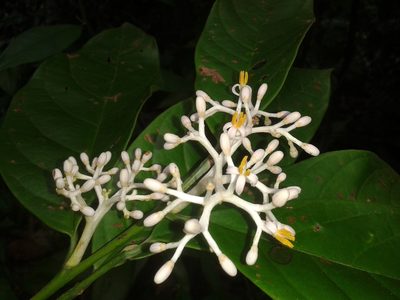 Oecopetalum greenmanii, photographed by Eduardo Chacón Madrigal