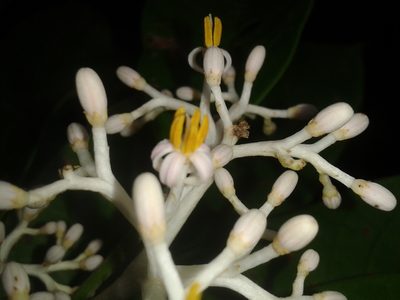 Oecopetalum greenmanii, photographed by Eduardo Chacón Madrigal