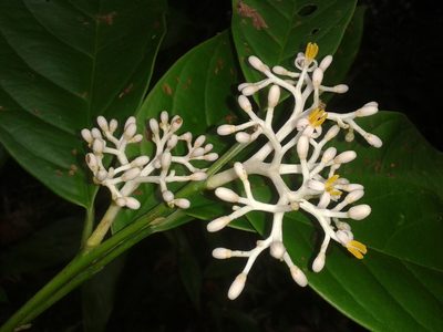Oecopetalum greenmanii, photographed by Eduardo Chacón Madrigal