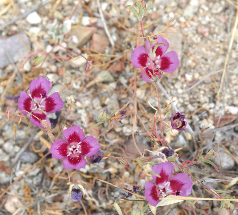 Clarkia speciosa, photographed by Pinnacles National Park