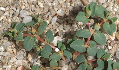 Euphorbia ocellata, photographed by Pinnacles National Park