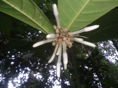 Faramea permagnifolia, photographed by Eduardo Chacón Madrigal