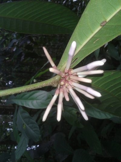 Faramea permagnifolia, photographed by Eduardo Chacón Madrigal