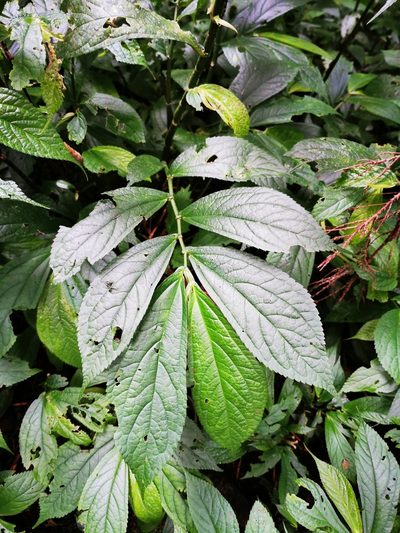 Elatostema platyphyllum, photographed by 慶得江