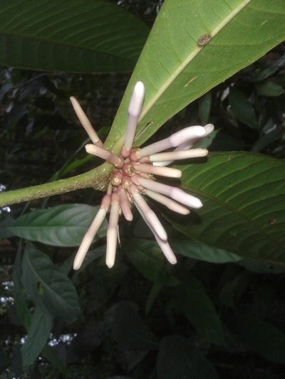 Faramea permagnifolia, photographed by Eduardo Chacón Madrigal