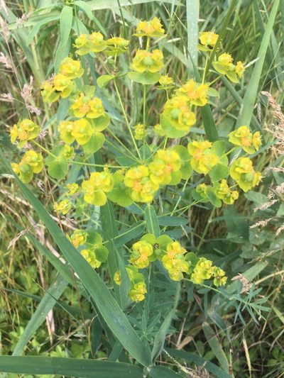 Euphorbia agraria, photographed by Максим Шумских