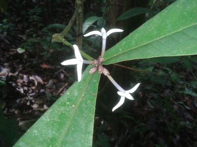 Faramea permagnifolia, photographed by Eduardo Chacón Madrigal