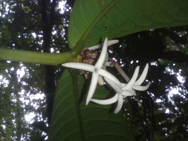 Faramea permagnifolia, photographed by Eduardo Chacón Madrigal