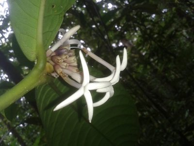 Faramea permagnifolia, photographed by Eduardo Chacón Madrigal