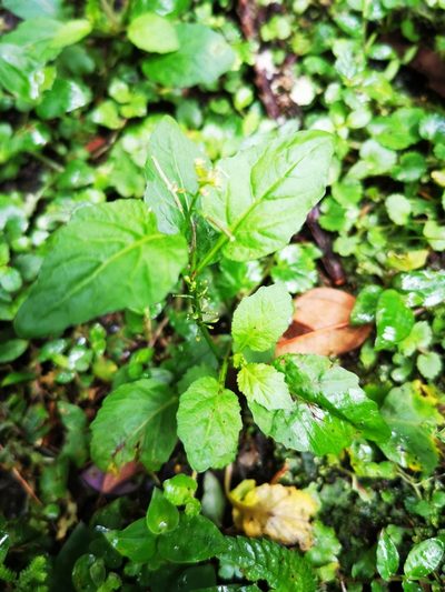 Rorippa dubia, photographed by 慶得江