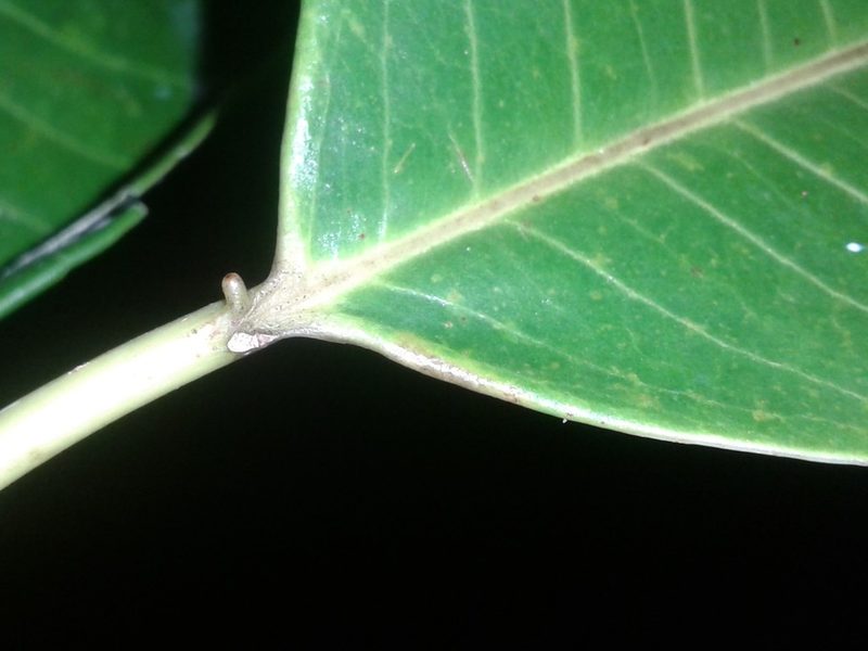 Sapium allenii, photographed by Eduardo Chacón Madrigal