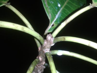 Sapium allenii, photographed by Eduardo Chacón Madrigal