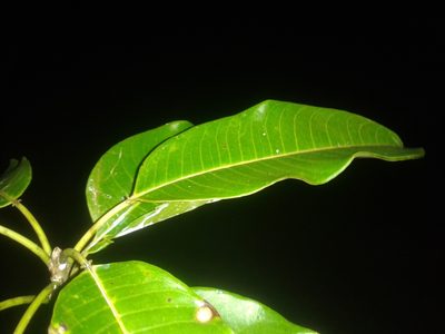 Sapium allenii, photographed by Eduardo Chacón Madrigal