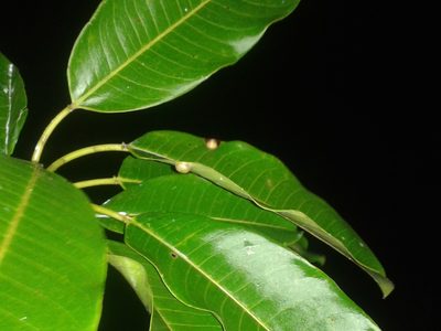 Sapium allenii, photographed by Eduardo Chacón Madrigal