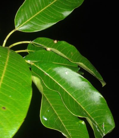 Sapium allenii, photographed by Eduardo Chacón Madrigal