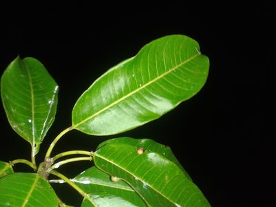 Sapium allenii, photographed by Eduardo Chacón Madrigal