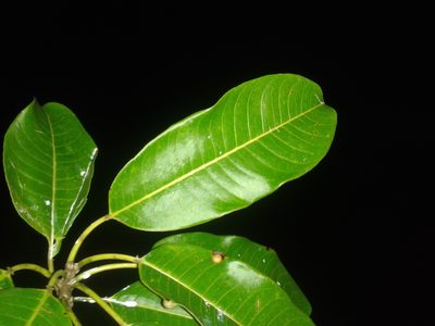 Sapium allenii, photographed by Eduardo Chacón Madrigal
