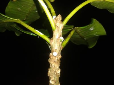 Sapium allenii, photographed by Eduardo Chacón Madrigal