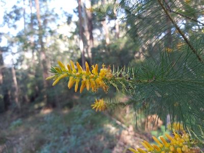 Persoonia pinifolia, photographed by Tim