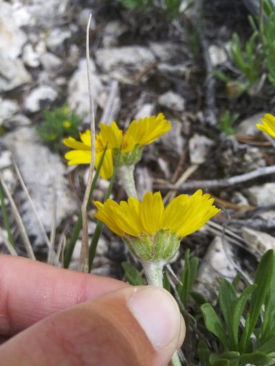Tetraneuris torreyana, photographed by Laura Holloway
