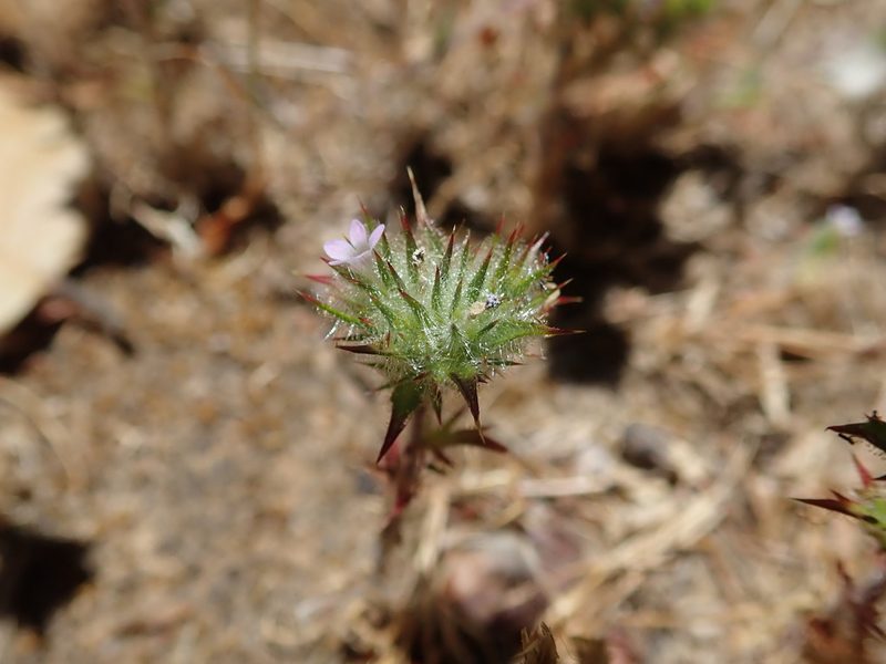 Navarretia mellita, photographed by joergmlpts