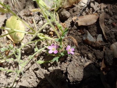 Calandrinia breweri, photographed by joergmlpts