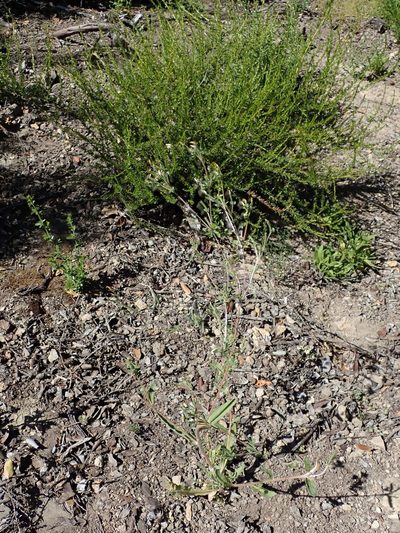 Mentzelia dispersa, photographed by joergmlpts
