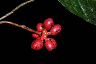 Desmopsis heteropetala, photographed by Eduardo Chacón Madrigal