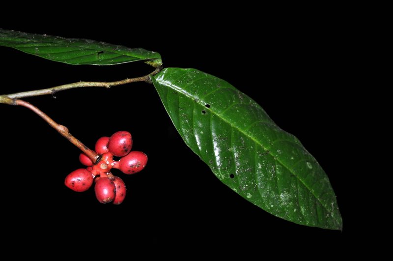 Desmopsis heteropetala, photographed by Eduardo Chacón Madrigal