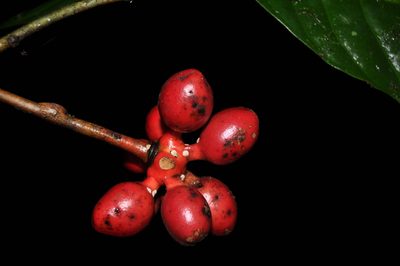 Desmopsis heteropetala, photographed by Eduardo Chacón Madrigal