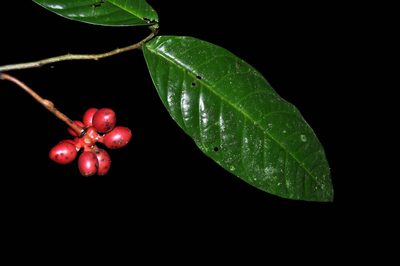 Desmopsis heteropetala, photographed by Eduardo Chacón Madrigal