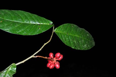 Desmopsis heteropetala, photographed by Eduardo Chacón Madrigal